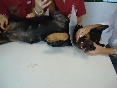 Perrita rottweiller arrastrándose en una carretera.‏