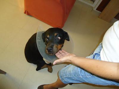 Perrita rottweiller arrastrándose en una carretera.‏