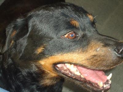 Perrita rottweiller arrastrándose en una carretera.‏