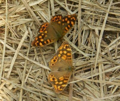 Mariposas de otoño (I)