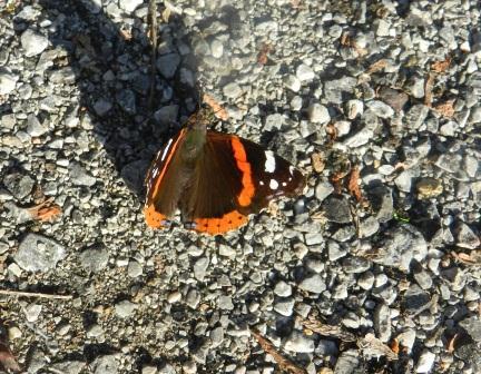 Mariposas de otoño (I)