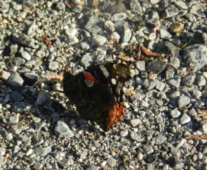 Mariposas de otoño (I)