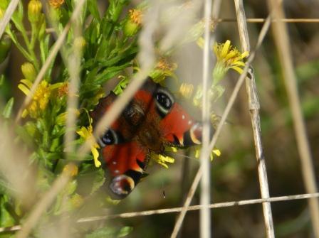 Mariposas de otoño (I)