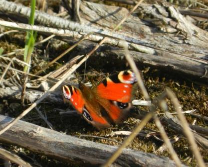 Mariposas de otoño (I)