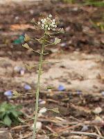 Jarilla o sanguinaria