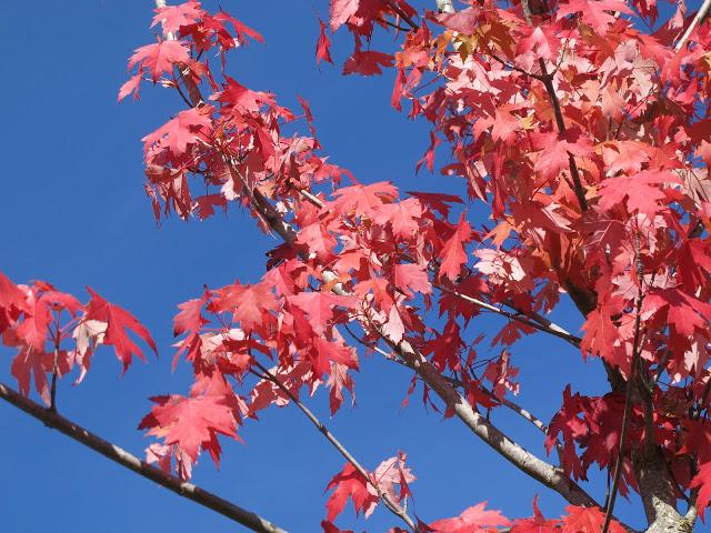 Colores de otoño