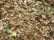 Buenos días otoño!
