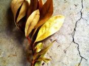 flor