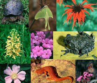 Unas 400 especies de animales y plantas más en peligro de extinción
