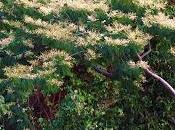 este llamado Auxilio Sra. Cecilia Martínez, para llamar atención toda persona pueda ayudar