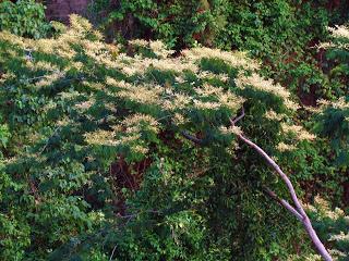 Me uno a este llamado de Auxilio de la Sra. Cecilia Martínez, para llamar la atención de toda persona que pueda ayudar