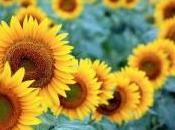 Beauty Thursday: Sunflower Seeds Jueves Belleza: Semillas Girasol