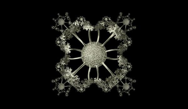 Formas de la naturaleza con fractales