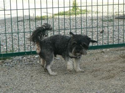 ENTREGADO AYER EN LA PERRERA DE LA RIOJA PARA SER SACRIFICADO ¡¡MUY URGENTE!!