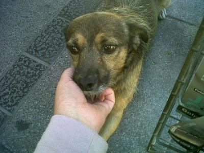 STREET, LO ABANDONARON HACE UN AÑO Y SIGUE ESPERANDO A SU FAMILIA EN EL MISMO SITIO. (MURCIA)