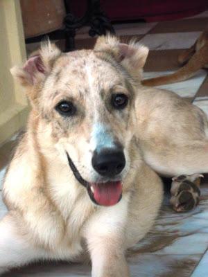 Keka, cachorrita de 3 meses encontrada y llevada a la perrera. Le han cortado las orejas y el rabo!!