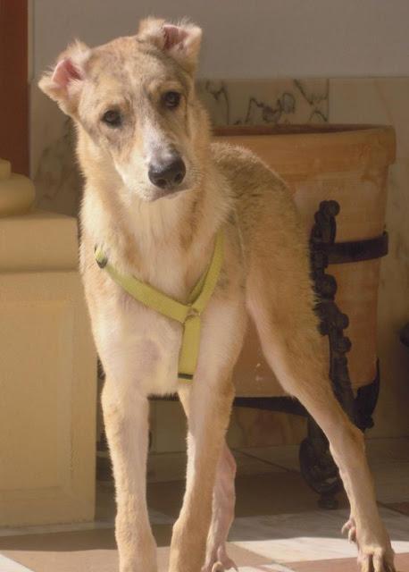 Keka, cachorrita de 3 meses encontrada y llevada a la perrera. Le han cortado las orejas y el rabo!!