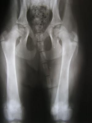 Keka, cachorrita de 3 meses encontrada y llevada a la perrera. Le han cortado las orejas y el rabo!!