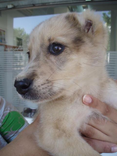 Keka, cachorrita de 3 meses encontrada y llevada a la perrera. Le han cortado las orejas y el rabo!!