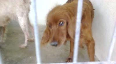 Setter y bretones viejitos en la perrera, se les acaba el tiempo!! (Toledo)