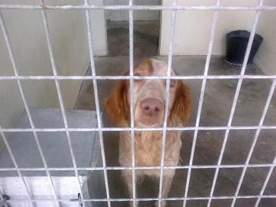 Setter y bretones viejitos en la perrera, se les acaba el tiempo!! (Toledo)