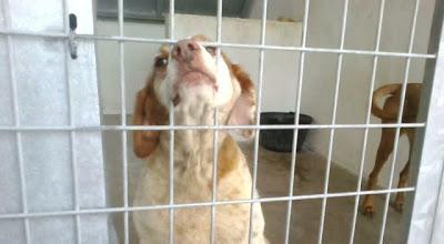 Setter y bretones viejitos en la perrera, se les acaba el tiempo!! (Toledo)