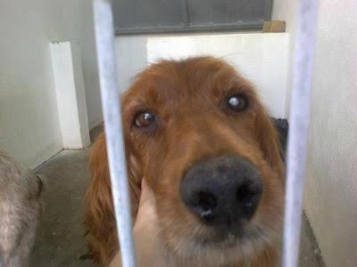 Setter y bretones viejitos en la perrera, se les acaba el tiempo!! (Toledo)