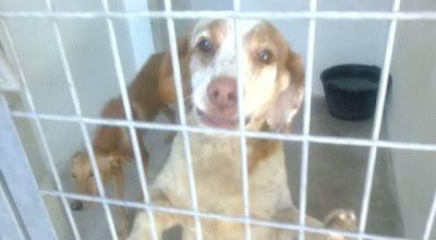 Setter y bretones viejitos en la perrera, se les acaba el tiempo!! (Toledo)