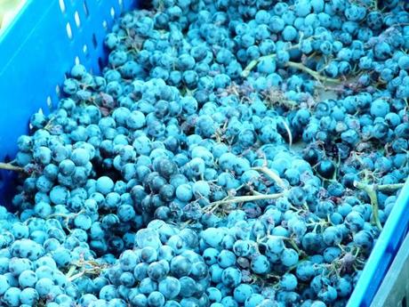 ¿Buscas plan para el domingo? ¡Un día en el campo!