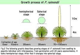 La Titanca o Puya Raimondii