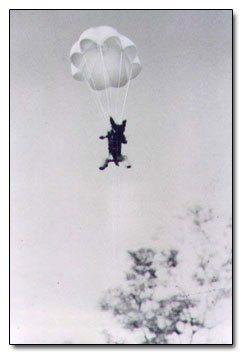 Perro paracaidista Rizo el intrépido