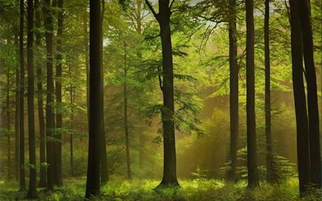 El etnocidio gallego