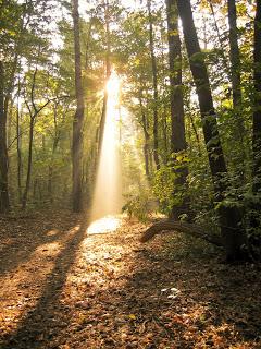 Diseñan una planta para aprovechar al máximo la biomasa forestal
