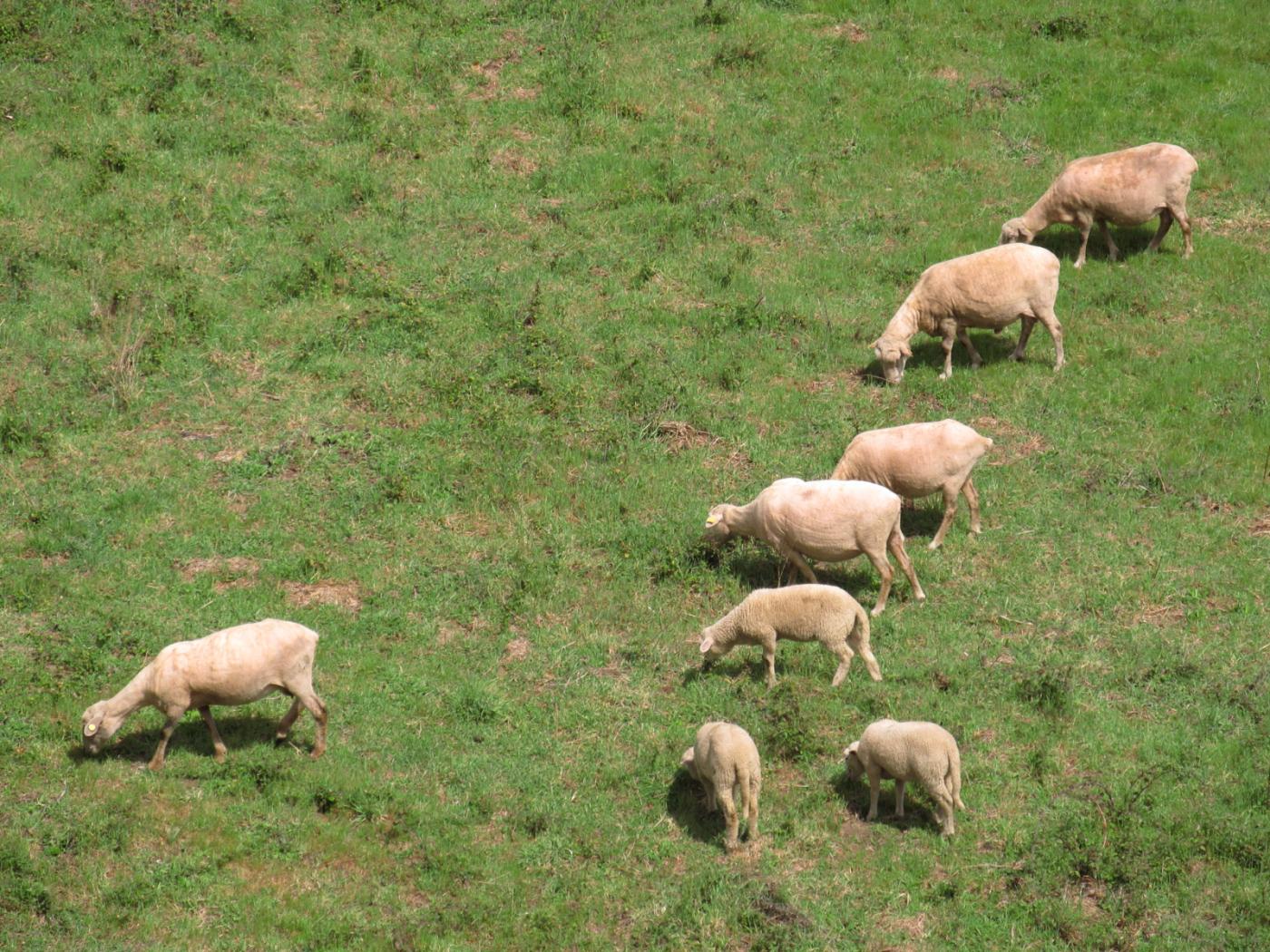 La fauna local, vista con mucha calma - y más instantáneas - desde el trípode montado en la ventana, Galicia, verano 2012