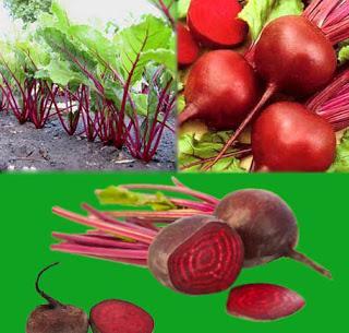 remolacha