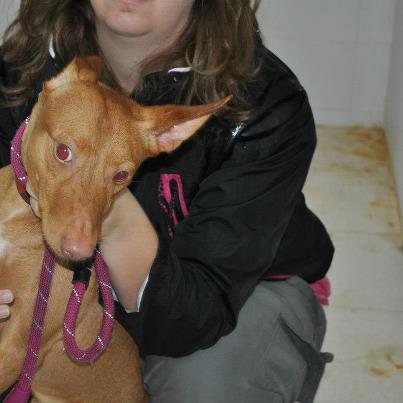 Foto: Spok, podenquito del 2010 hiper asustado. Deben de haberle dado autenticas palizas, se tira al suelo y se hace una bola. Si lo acaricias está completamente tenso y agarrotado. Necesita una casa que sepa cuidarlo y tratarle este miedo tan brutal. Video: http://youtu.be/Vu90u9-EukM Contacto: sosperrerabadajoz@gmail.com