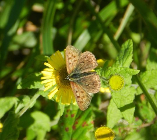 Mariposas de otoño (II)