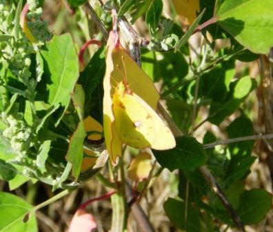 Mariposas de otoño (II)