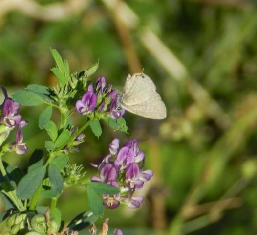 Mariposas de otoño (II)
