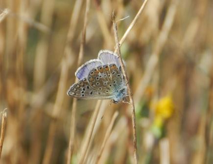 Mariposas de otoño (II)
