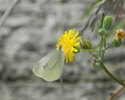 Mariposas de otoño (II)
