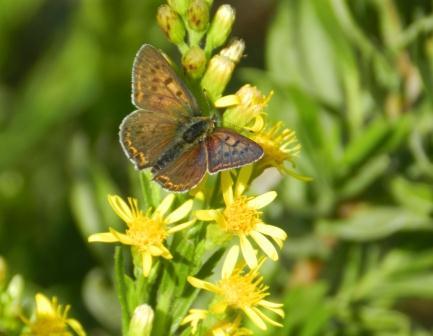 Mariposas de otoño (II)