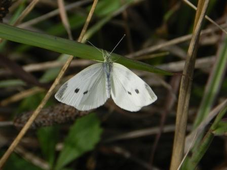 Mariposas de otoño (II)