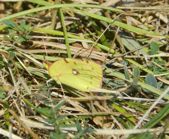 Mariposas de otoño (II)
