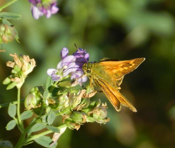 Mariposas de otoño (II)