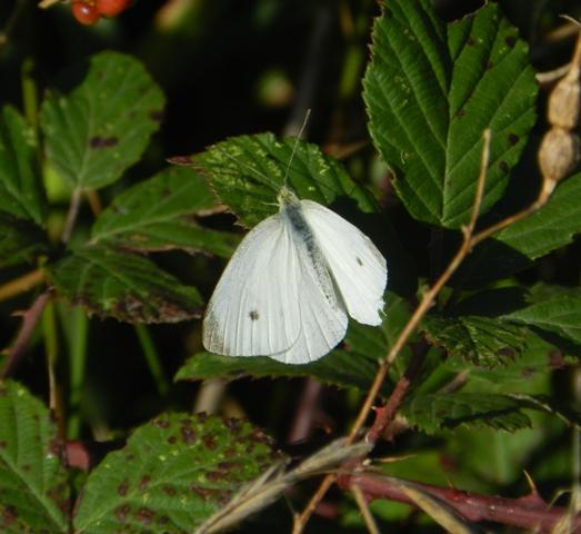 Mariposas de otoño (II)