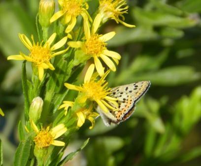Mariposas de otoño (II)