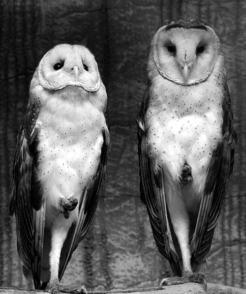 SUNDAY PICTURES DEDICADO A MENTAL HESITATION