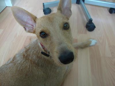 Elvis, podenquito que busca un hogar en Zaragoza.