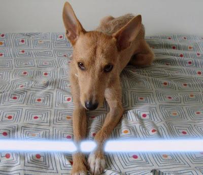 Elvis, podenquito que busca un hogar en Zaragoza.